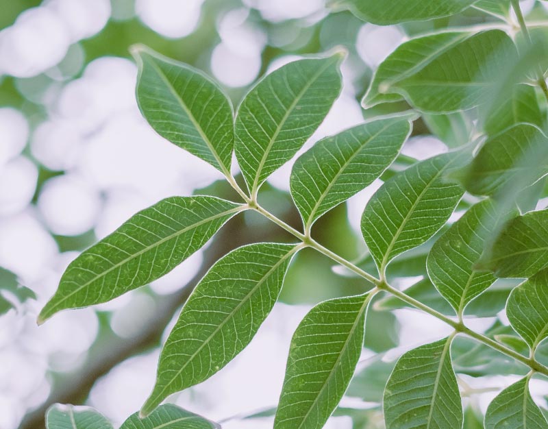 Green leaves