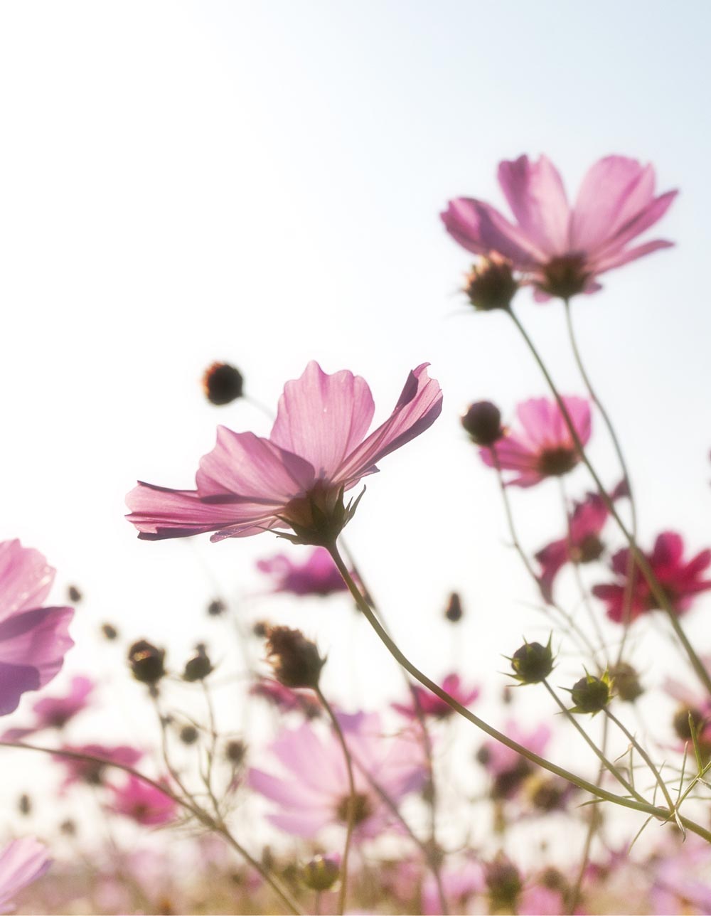 Wild flowers in the sun