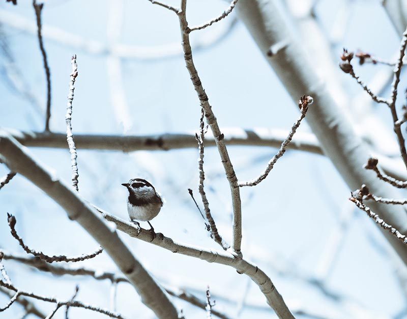 A little bird sitting on a branch on a snowy day